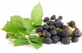 blackberry berries on branch with green leaves