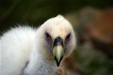 Vultures head (Gyps fulvus)