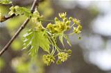 green maple blooms