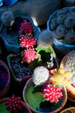colorful cacti cactus plants