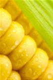 Grains of Ripe Corn with Green Leaf/ Extreme Macro / Yellow back