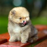 Little fluffy Pomeranian puppy licks nose