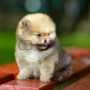 Little fluffy Pomeranian puppy licks nose