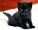 Black british kitten with blue eyes