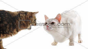 conflict between cats