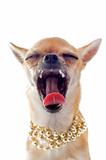 yawning chihuahua with pearl collar