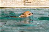 chihuahua in the water