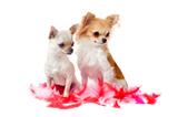 chihuahuas with pink feather