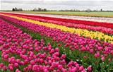 colorful rows of tulips