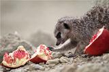 Meerkats eat a pomegranate