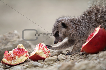 Meerkats eat a pomegranate