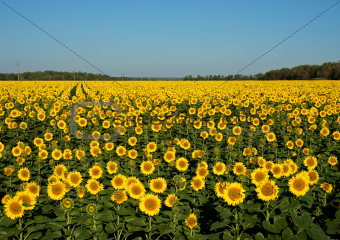 A field of sunflowers.