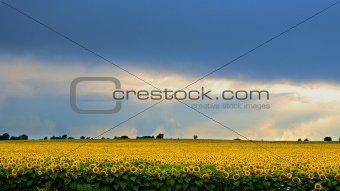 Storm over a field of sunflowers.