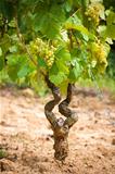 vine stock in a vineyard