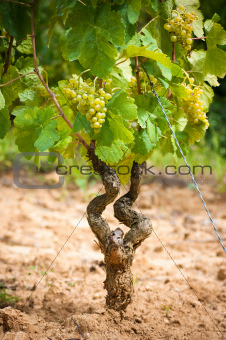 vine stock in a vineyard