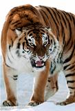 Siberian Tiger Growling
