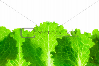 Fresh Lettuce Border /  leaves isolated on white