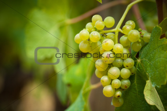close up of grapevine