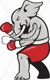 Elephant Boxer Boxing Stance 