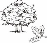 Oak tree and branch with acorn