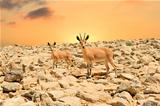 Ibexes and sunset