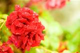 Several red rose flowers and blurred background