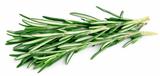 Twigs of rosemary 