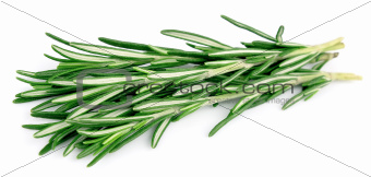 Twigs of rosemary 