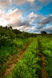 Rural grass way tracks at sunrise