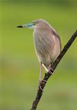 Indian Pond heron (Ardeola grayii) in breeding colors perched on