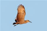 Hamerkop bird in flight