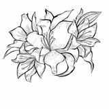Black and white illustration of Lily flowers