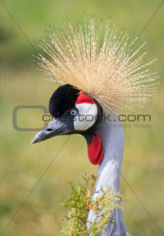 Portrait of Crowned Crane 