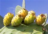 fruit cactus Opuntia