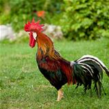 Rooster singing - cock on a grass