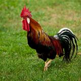 Rooster singing - cock on a grass