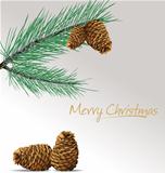 Fir tree with pine cones background