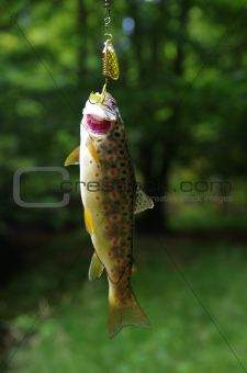 stream trout on fishing-rod on forest background 