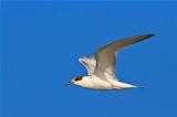 common terns