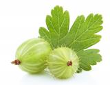 Green gooseberry fruit with leaf on white