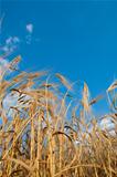 golden wheat on blue sky background