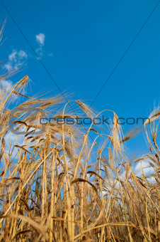 golden wheat on blue sky background