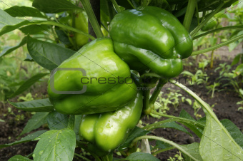 Growing green peppers