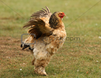 Bantam Chicken
