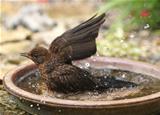 Bathing Blackbird