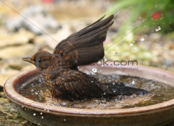 Bathing Blackbird