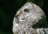 Western Screech Owl