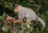 Grey Squirrel in Autumn