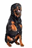 rottweiler and paw
