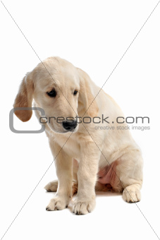 sad puppy golden retriever